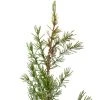 Northlight 28" Potted Frosted Pine Artificial Christmas Tree – Unlit