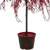 CMI 3.8' Unlit Artificial Christmas Tree Red Holiday Crystallized Potted Glitter