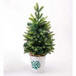 Plow & Hearth Lighted Tabletop Christmas Tree in White Bucket with Holly Design